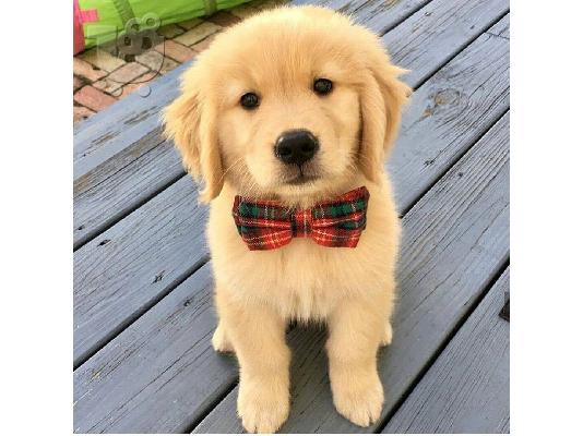 Lovely Golden retriever κουτάβια Διατίθεται προς πώληση.